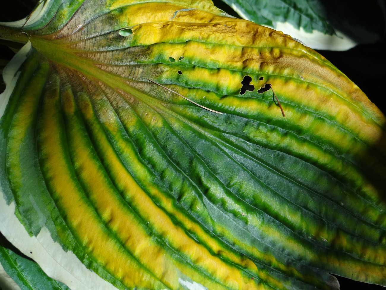 Hosta